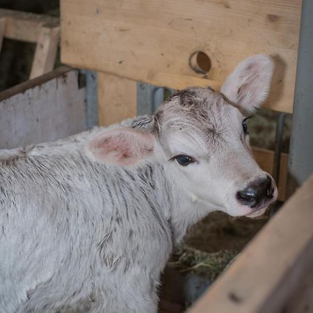 Bauernhof Farnach Apartman Andelsbuch Kültér fotó