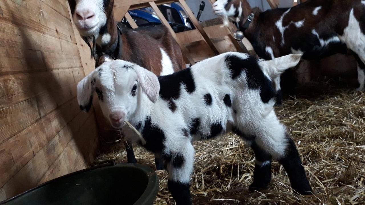 Bauernhof Farnach Apartman Andelsbuch Kültér fotó