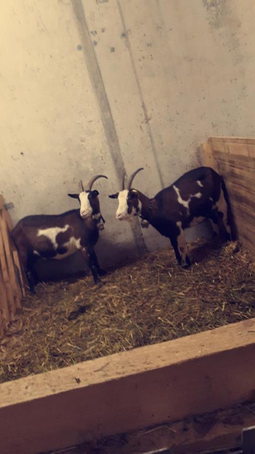 Bauernhof Farnach Apartman Andelsbuch Kültér fotó