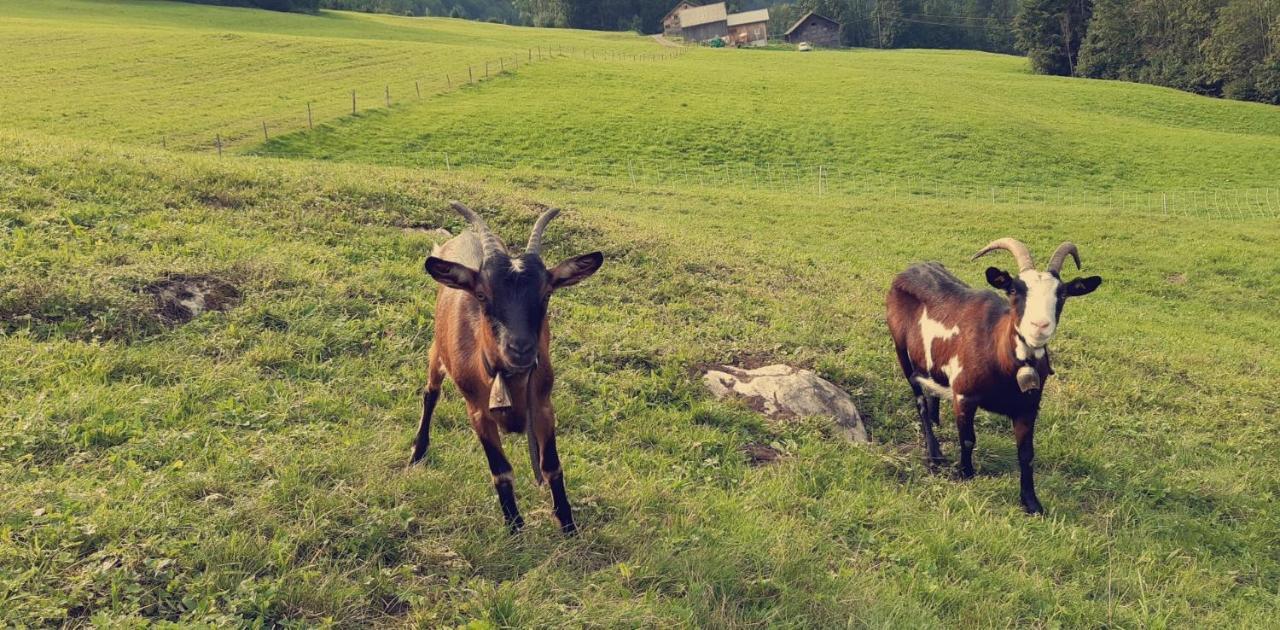 Bauernhof Farnach Apartman Andelsbuch Kültér fotó