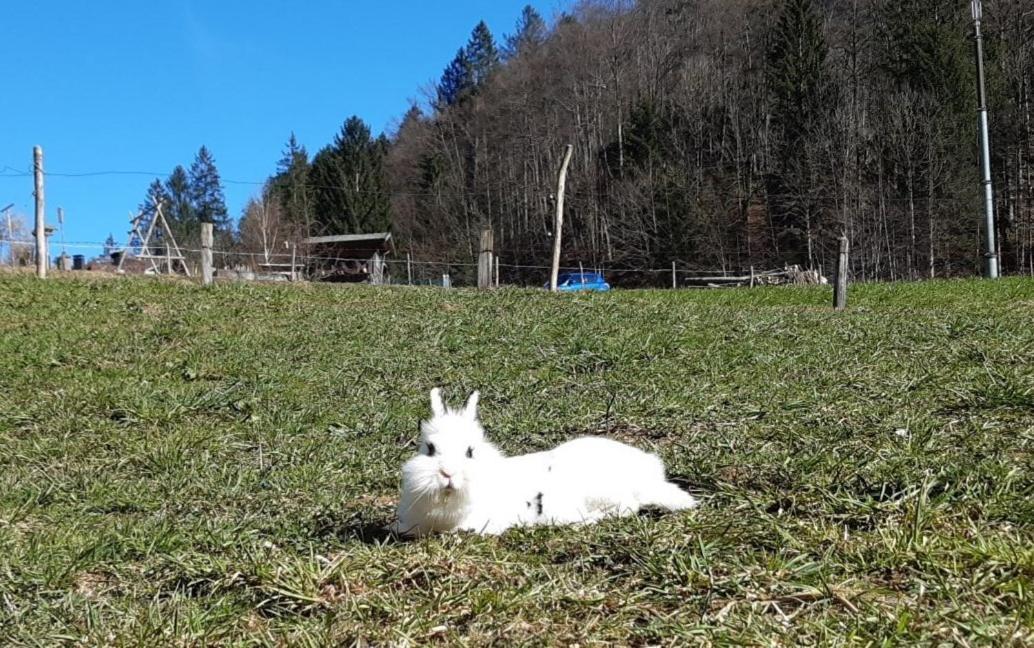Bauernhof Farnach Apartman Andelsbuch Kültér fotó
